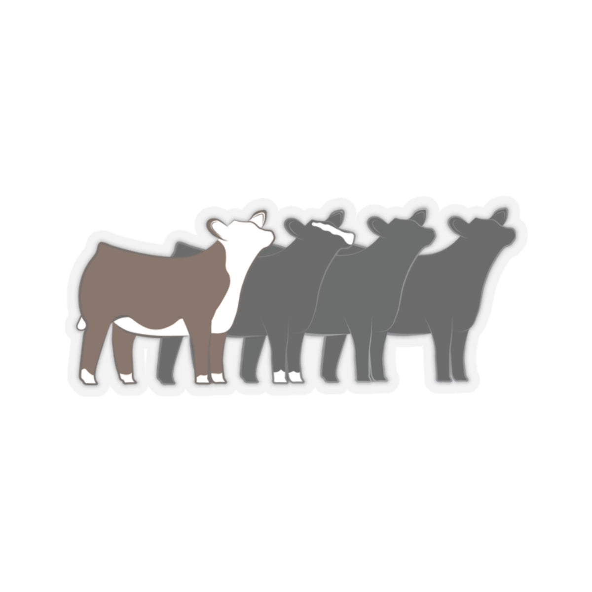 Multi-Breed Show Heifer Die Cut Stickers | Hereford, Angus, Simmental, Black Angus Show Heifers | Cattle Sticker | Show Heifer Sticker