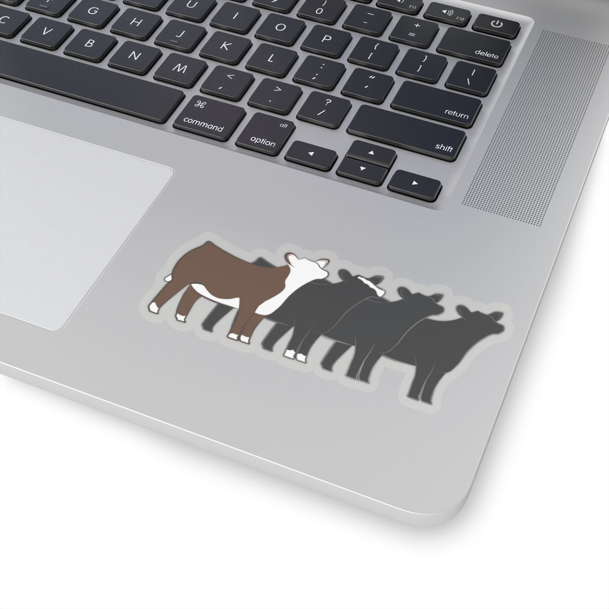 Multi-Breed Show Heifer Die Cut Stickers | Hereford, Angus, Simmental, Black Angus Show Heifers | Cattle Sticker | Show Heifer Sticker